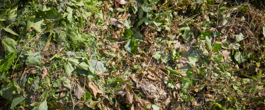 groen tuinafval